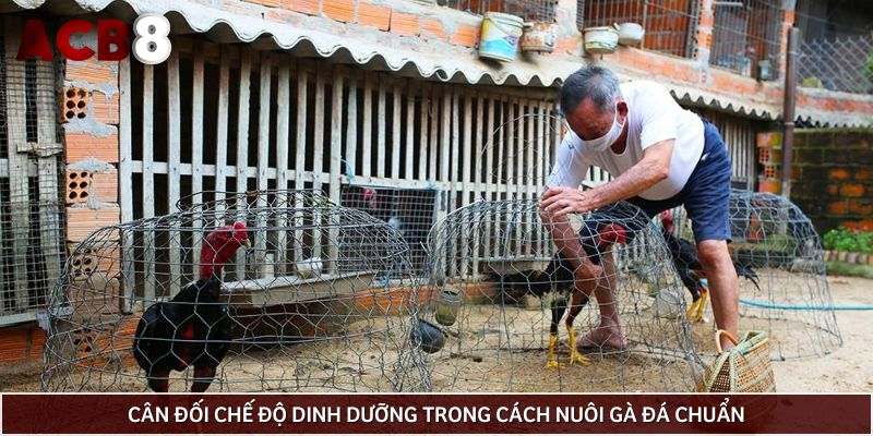 Cân đối chế độ dinh dưỡng trong cách nuôi gà đá chuẩn