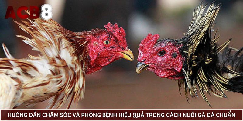 Hướng dẫn chăm sóc và phòng bệnh hiệu quả trong cách nuôi gà đá chuẩn