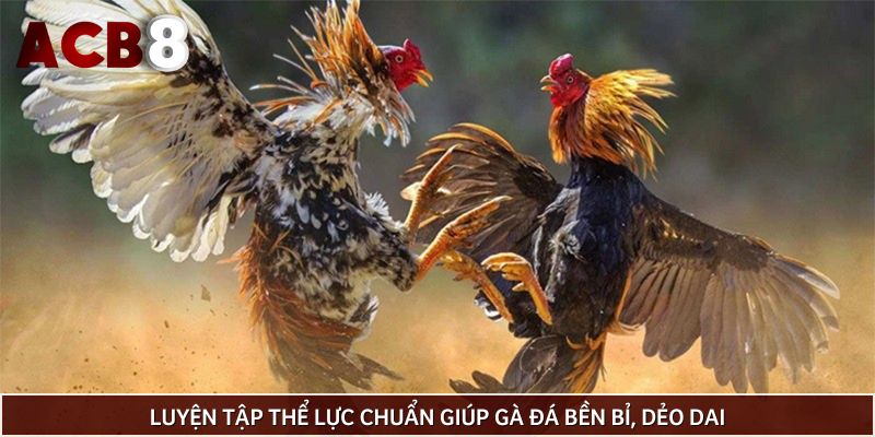 Luyện tập thể lực chuẩn giúp gà đá bền bỉ, dẻo dai