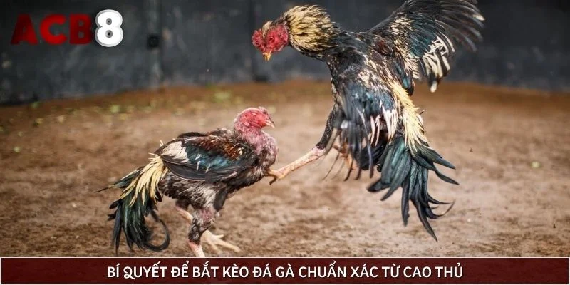 Bí quyết để bắt kèo đá gà chuẩn xác từ cao thủ