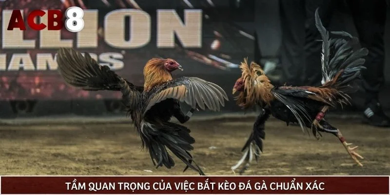 Tầm quan trọng của việc bắt kèo đá gà chuẩn xác