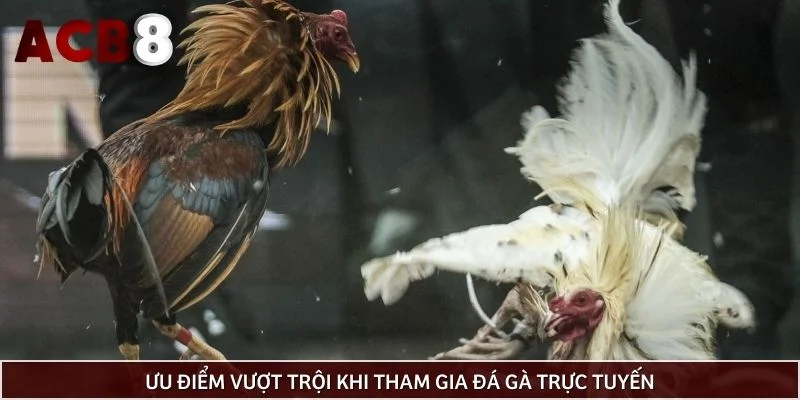 Ưu điểm vượt trội khi tham gia đá gà trực tuyến