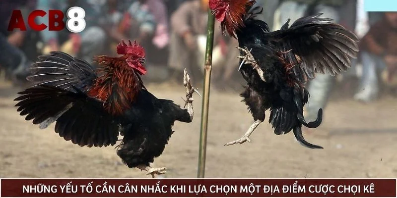 Những yếu tố cần cân nhắc khi lựa chọn một địa điểm cược chọi kê