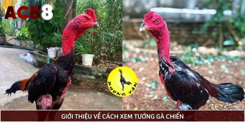 Giới thiệu về cách xem tướng gà chiến