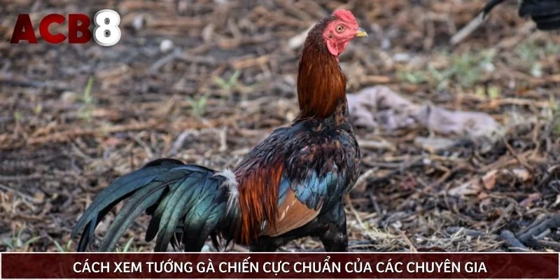 Cách xem tướng gà chiến cực chuẩn của các chuyên gia