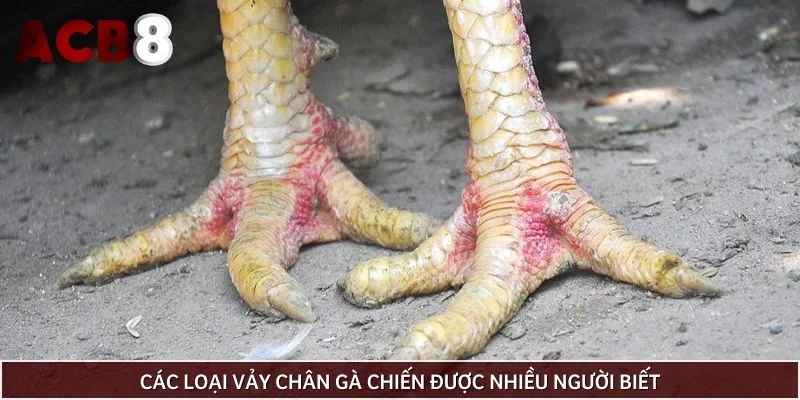 Các loại vảy chân gà chiến được nhiều người biết