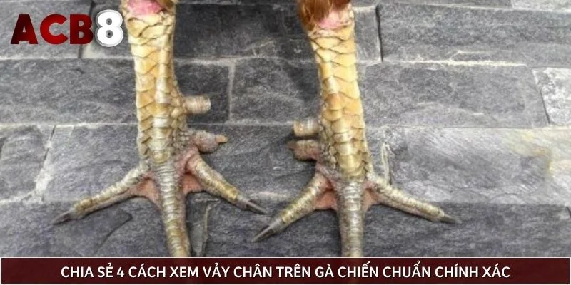 Chia sẻ 4 cách xem vảy chân trên gà chiến chuẩn chính xác