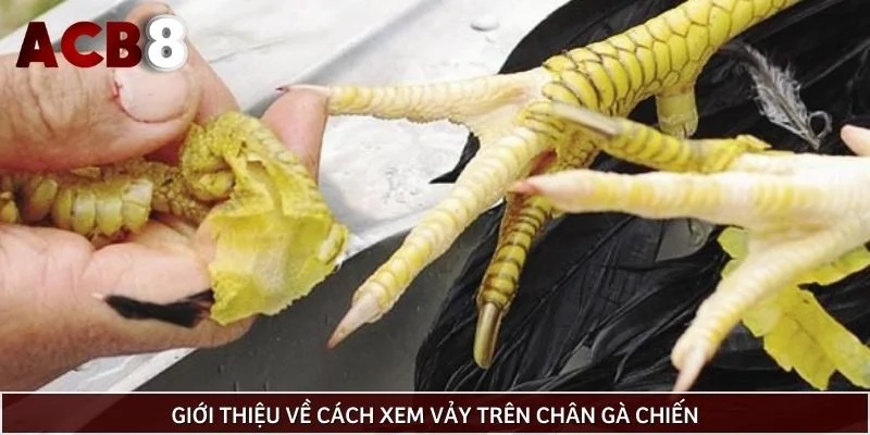 Giới thiệu về cách xem vảy trên chân gà chiến