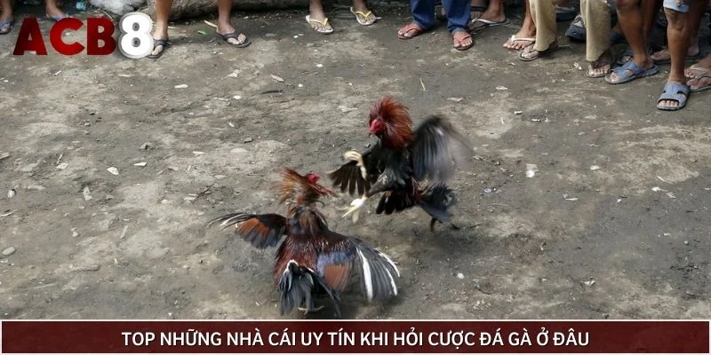 Top những nhà cái uy tín khi hỏi cược đá gà ở đâu