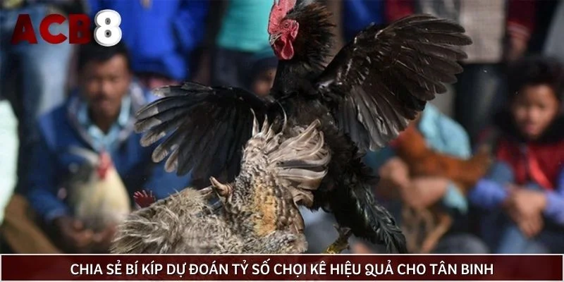 Chia sẻ bí kíp dự đoán tỷ số chọi kê hiệu quả cho tân binh