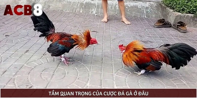 Tầm quan trọng của cược đá gà ở đâu