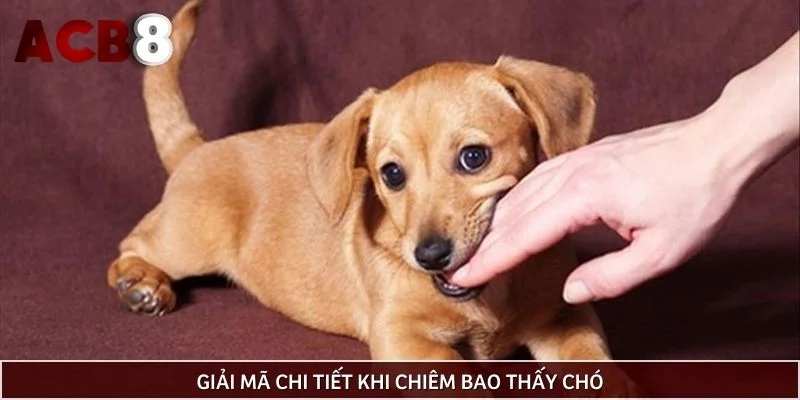 Giải mã chi tiết khi chiêm bao thấy chó