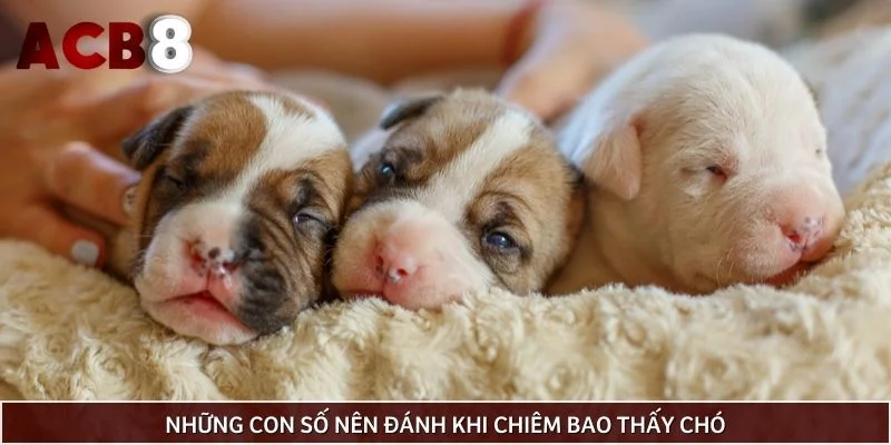 Những con số nên đánh khi chiêm bao thấy chó