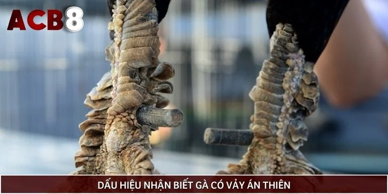 Dấu hiệu nhận biết gà có vảy án thiên
