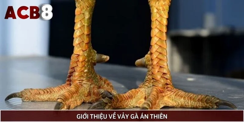 Giới thiệu về vảy gà án thiên