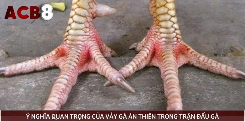 Ý nghĩa quan trọng của vảy gà án thiên trong trận đấu gà
