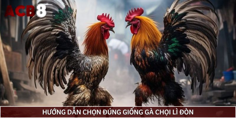 Cách xem tướng gà chọi lì đòn