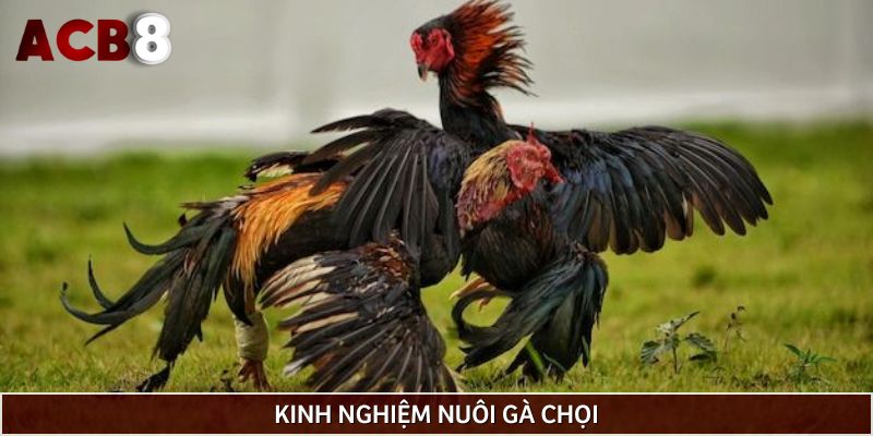 Kinh nghiệm nuôi gà chọi lì đòn
