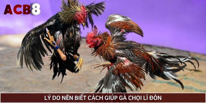 Nguyên nhân cần học bí kíp giúp gà chọi lì đòn