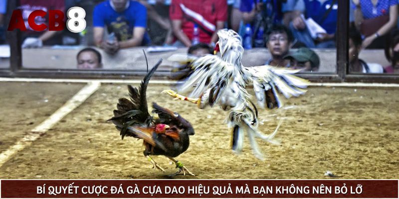 Bí quyết cược đá gà cựa dao hiệu quả mà bạn không nên bỏ lỡ