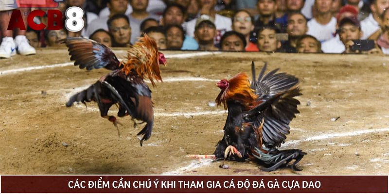 Các điểm cần chú ý khi tham gia cá độ đá gà cựa dao