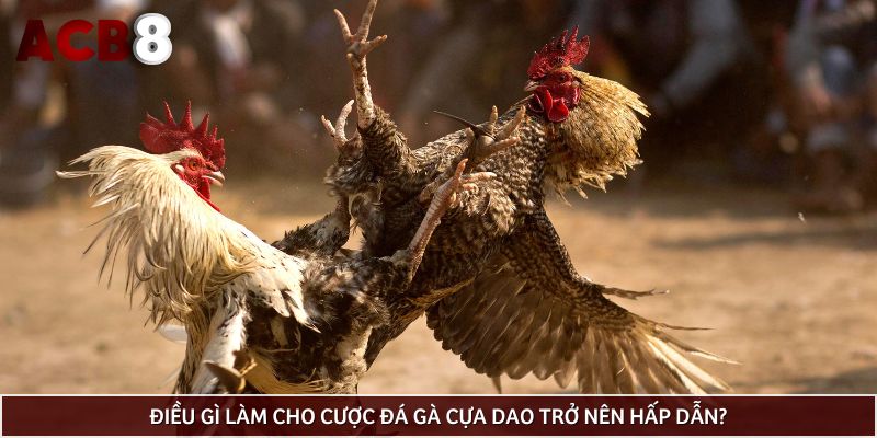 Điều gì làm cho cược đá gà cựa dao trở nên hấp dẫn?