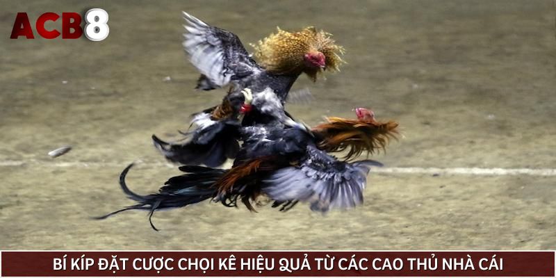 Bí kíp đặt cược chọi kê hiệu quả từ các cao thủ nhà cái