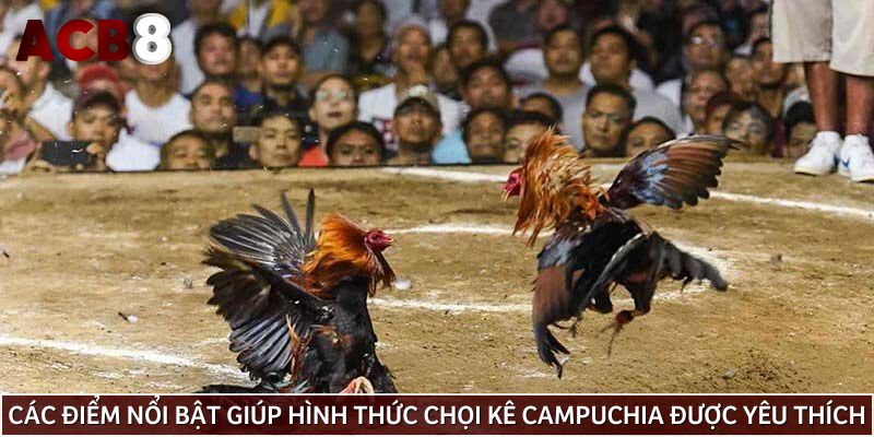 Các điểm nổi bật giúp hình thức chọi kê Campuchia được yêu thích