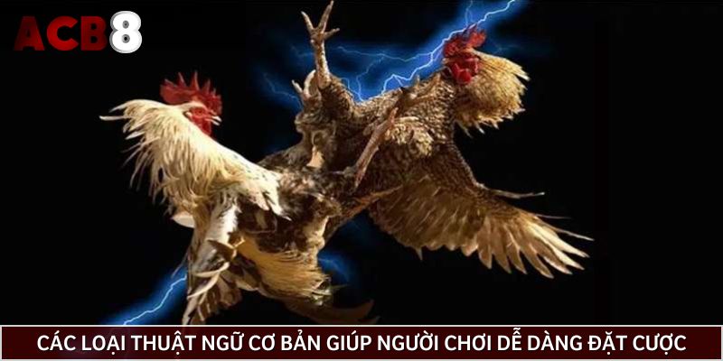 Các loại thuật ngữ cơ bản giúp người chơi dễ dàng tham gia đặt cược