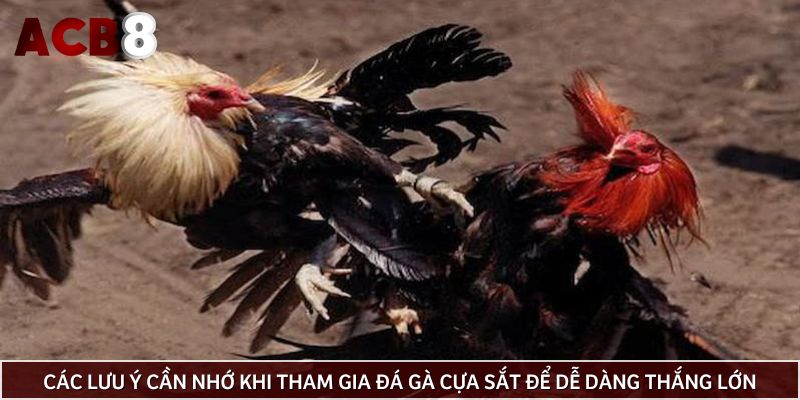 Các lưu ý cần nhớ khi tham gia đá gà cựa sắt để dễ dàng thắng lớn
