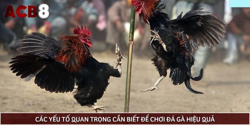 Các yếu tố quan trọng cần biết để chơi đá gà hiệu quả