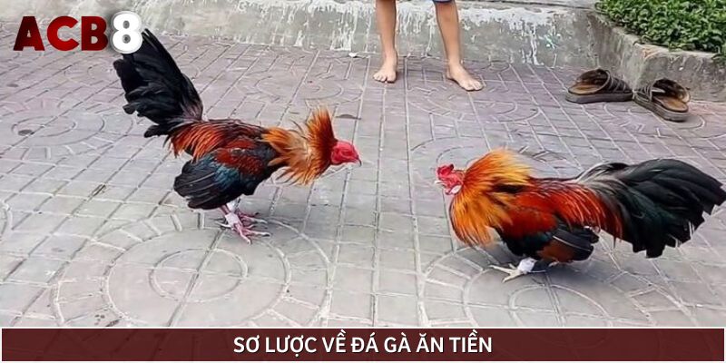 Trải nghiệm siêu phẩm đá gà ăn tiền