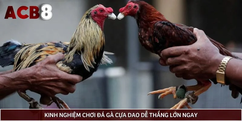 Kinh nghiệm chơi đá gà cựa dao dễ thắng lớn ngay