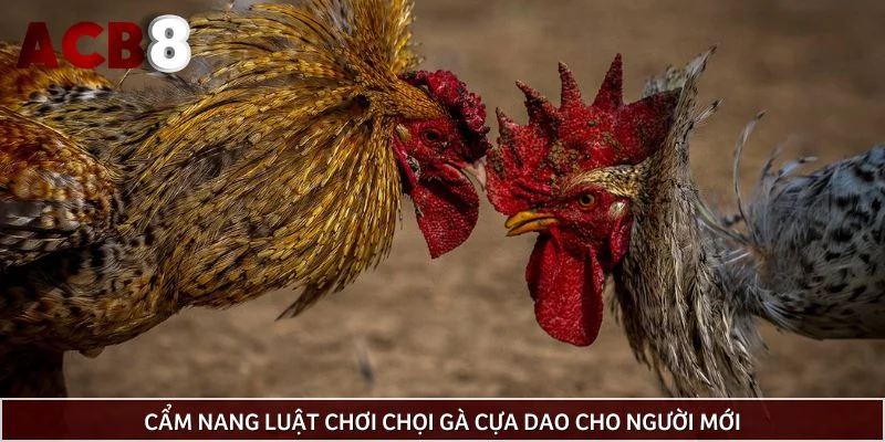 Cẩm nang luật chơi chọi gà cựa dao cho người mới