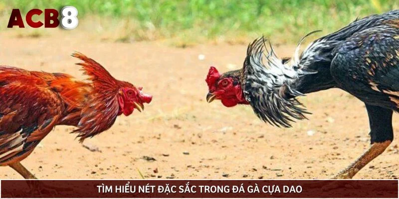 Tìm hiểu nét đặc sắc trong đá gà cựa dao