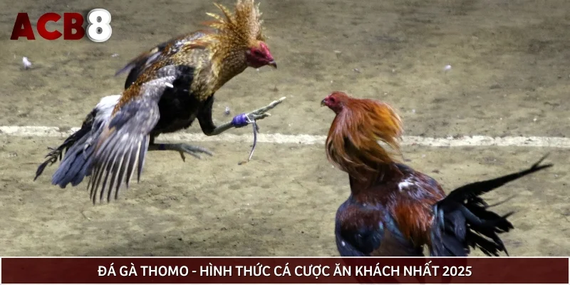 Đá gà Thomo - Hình thức cá cược ăn khách nhất 2025