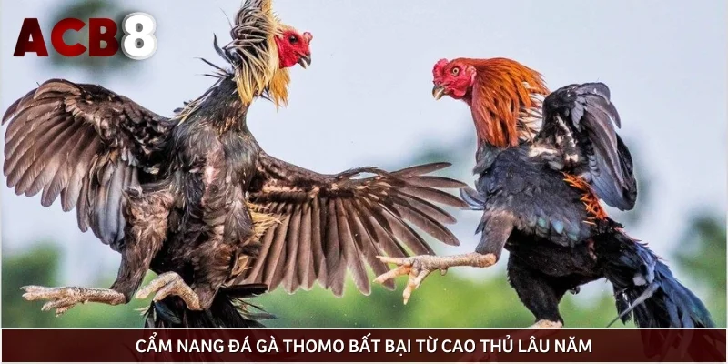 Cẩm nang đá gà Thomo bất bại từ cao thủ lâu năm