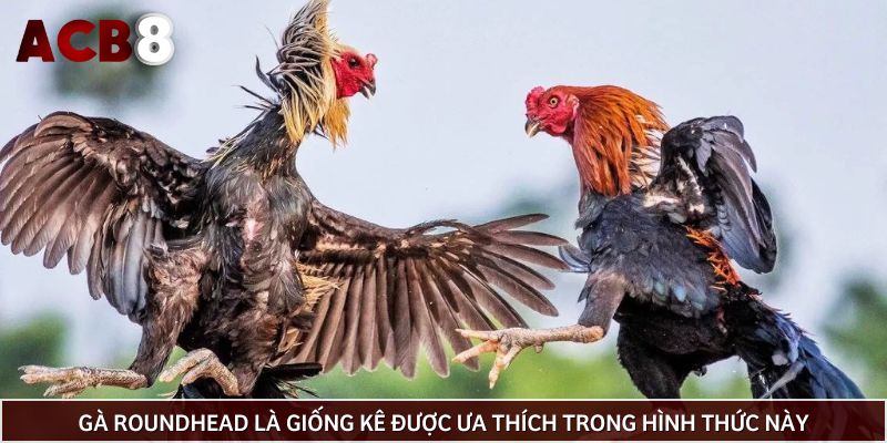 Gà Roundhead là giống kê được ưa thích trong hình thức này