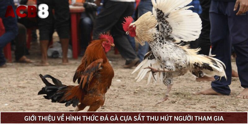 Giới thiệu về hình thức đá gà cựa sắt thu hút người tham gia
