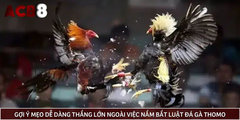 Gợi ý các mẹo tham gia dễ dàng thắng lớn ngoài việc nắm bắt luật đá gà Thomo