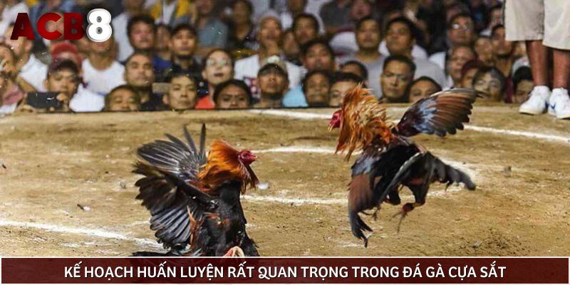 Kế hoạch huấn luyện rất quan trọng trong đá gà cựa sắt