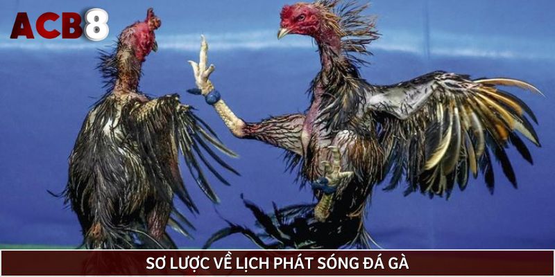 Khái quát lịch phát sóng đá gà