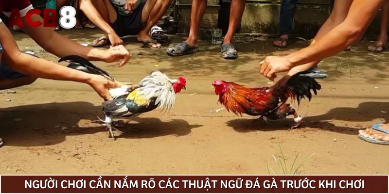 Người chơi cần nắm rõ các thuật ngữ đá gà trước khi chơi
