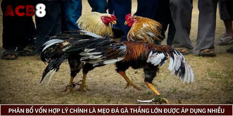 Phân bổ vốn hợp lý chính là mẹo đá gà thắng lớn được áp dụng nhiều