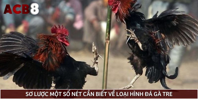 Sơ lược một số nét cần biết về loại hình đá gà tre