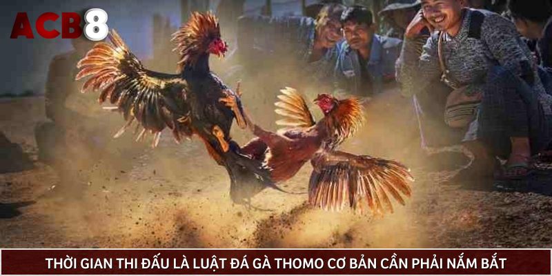 Thời gian thi đấu là luật đá gà Thomo cơ bản cần phải nắm bắt