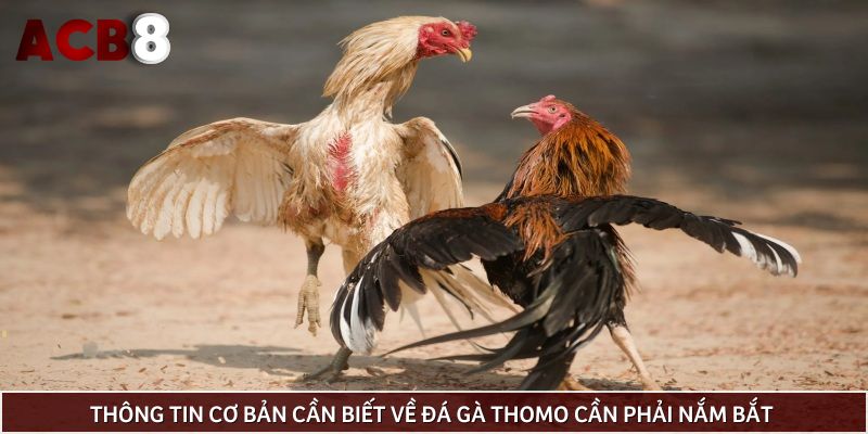 Thông tin cơ bản cần biết về đá gà Thomo cần phải nắm bắt 
