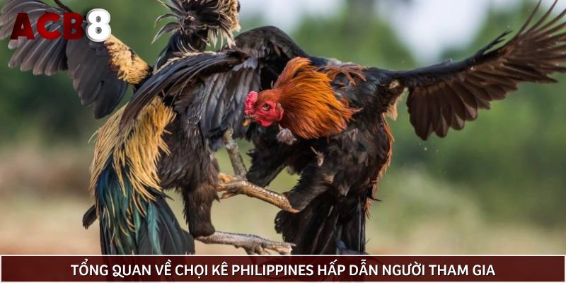 Tổng quan về chọi kê Philippines hấp dẫn người tham gia