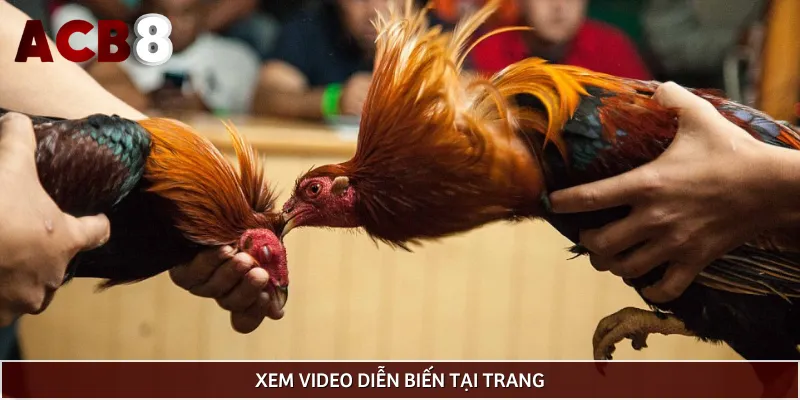 Xem live trận đá trên trang chất lượng sắc nét