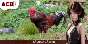 Cách Om Gà Chọi Hiệu Quả Giúp Da Đỏ, Săn Chắc Tự Nhiên
